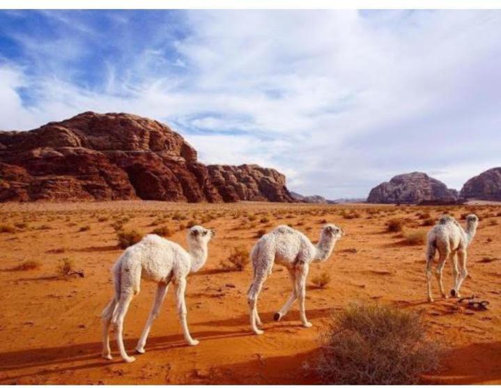 Star Magic Camp Hotel Wadi Rum Buitenkant foto